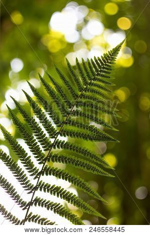Ferns (polypodiophyta) Are A Detachment Of Sprue Vascular Plants, Or Pteridophyta, Whose Representat