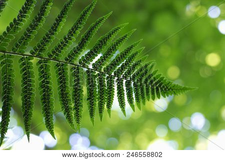 Ferns (polypodiophyta) Are A Detachment Of Sprue Vascular Plants, Or Pteridophyta, Whose Representat