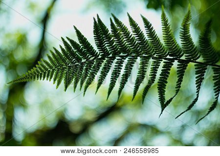 Ferns (polypodiophyta) Are A Detachment Of Sprue Vascular Plants, Or Pteridophyta, Whose Representat