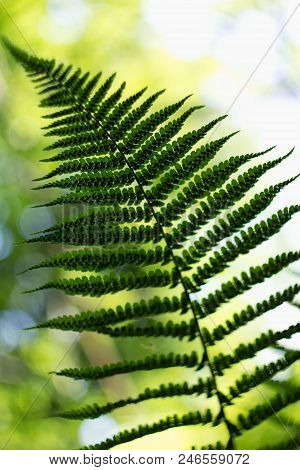 Ferns (polypodiophyta) Are A Detachment Of Sprue Vascular Plants, Or Pteridophyta, Whose Representat
