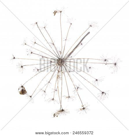 Dry Cicuta Hemlock Flower Head Isolated On White Background.