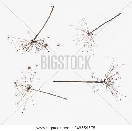 Dry Hemlock Cicuta Flower Head Isolated On White Background.