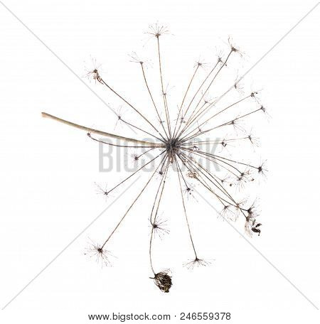 Dry Milestone Poisonous Cicuta Flower Head Isolated On White Background.