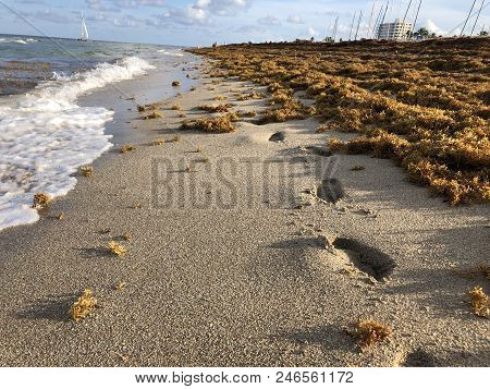 Waves Crash On The Shore Over Footprints As Thick Brown Sargassum Seaweed On The Shore Of Florida Be