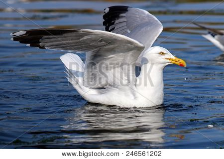 A Herring Gull Landing On Water With Wings Outstretched