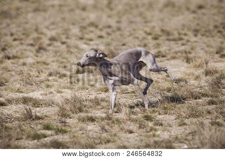 Coursing. Small Dog Italian Greyhound Pursues Bait In The Field.
