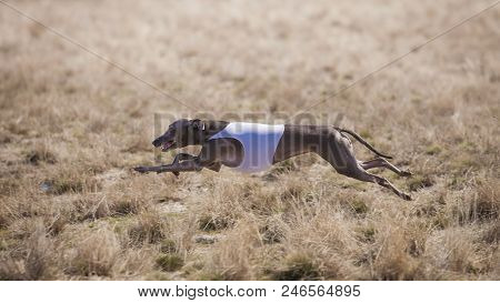 Coursing. Small Dog Italian Greyhound Pursues Bait In The Field.