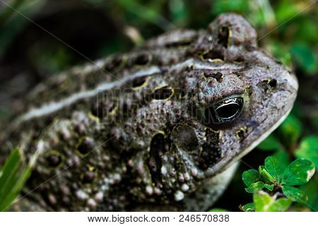 Woodland Toad Hiding In Shade Of Green Grass