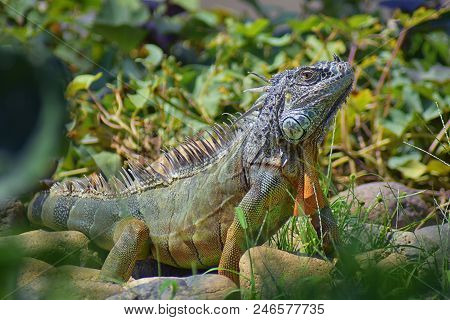 Wild Iguana Eating Plant Leaves Out Of An Herb Garden In Puerto Vallarta Mexico. Ctenosaura Pectinat