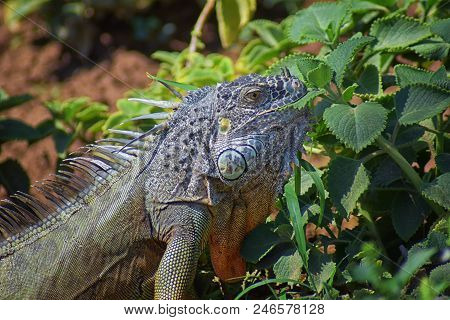 Wild Iguana Eating Plant Leaves Out Of An Herb Garden In Puerto Vallarta Mexico. Ctenosaura Pectinat