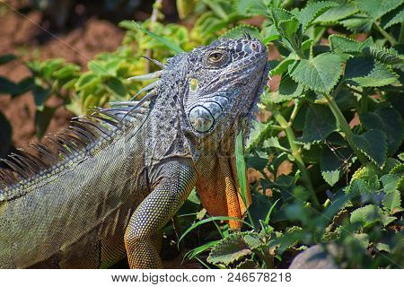 Wild Iguana Eating Plant Leaves Out Of An Herb Garden In Puerto Vallarta Mexico. Ctenosaura Pectinat
