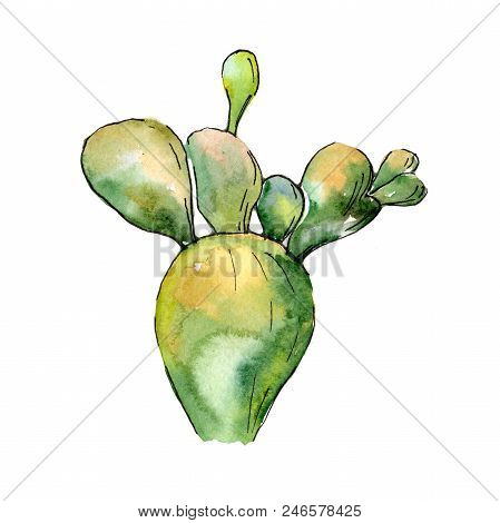 Green Tropical Cactus. Floral Botanical Flower. Wild Spring Leaf Wildflower Isolated.  Aquarelle Wil