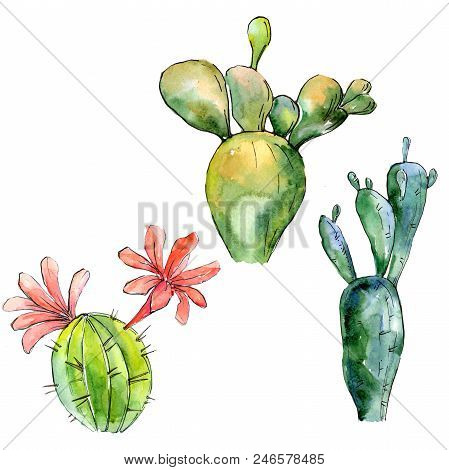 Green Tropical Cactus. Floral Botanical Flower. Wild Spring Leaf Wildflower Isolated.  Aquarelle Wil