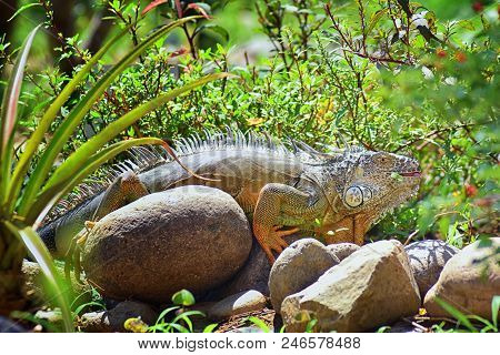 Wild Iguana Eating Plant Leaves Out Of An Herb Garden In Puerto Vallarta Mexico. Ctenosaura Pectinat