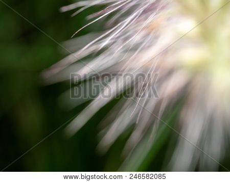 Close Up Grass Flower Bloomimg Nature Backfround