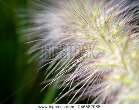 Close Up Grass Flower Bloomimg Nature Backfround