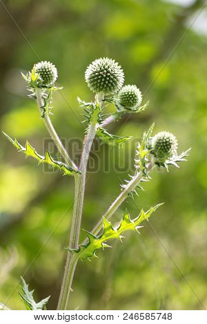 Echinops Sphaerocephalus - Ripe Seeds Contain An Alkaloid Echinopsin With Properties Similar To Stry