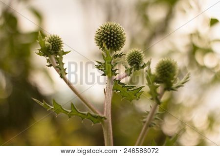 Echinops Sphaerocephalus - Ripe Seeds Contain An Alkaloid Echinopsin With Properties Similar To Stry