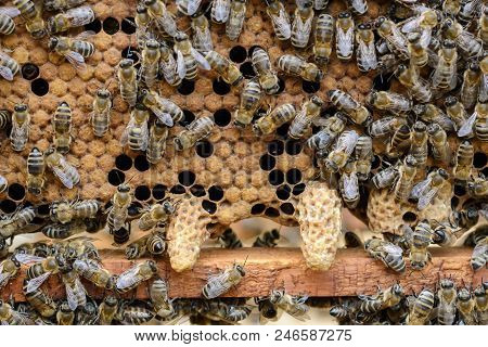 Bees Are Paying Attention To The Developing Larva Of The Queen Bee