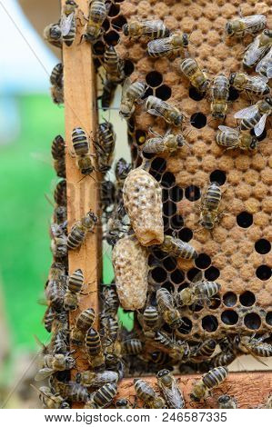 Bees Are Paying Attention To The Developing Larva Of The Queen Bee