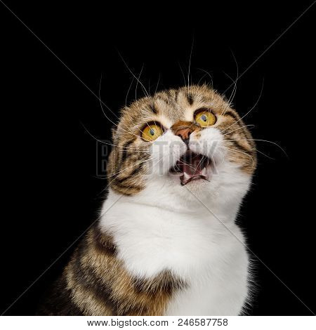 Portrait Of Amazement Scottish Fold Cat White With Tabby Fur, Opened Mouth Isolated On Black Backgro