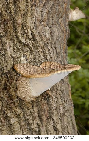 Dryad's Saddle