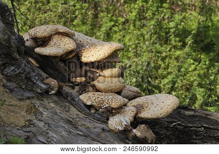 Dryad's Saddle