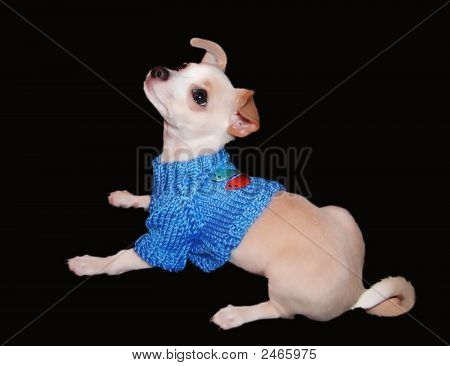 Chihuahua é uma camisola