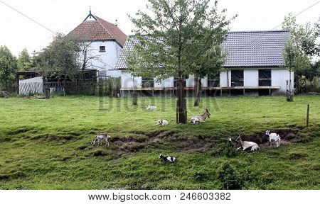 Appelscha. August-18-2009. Farm House With Goats In The Area Of Appelscha. The Netherlands