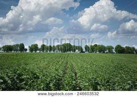 Summer Landscape With Field, Trees And Beutiful Clowds.