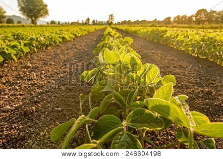 Young Soy Plants Growing In A Field, Lit By Warm Evening Light