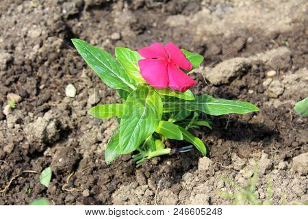 Madagascar Periwinkle Or Catharanthus Roseus Or Rose Periwinkle Or Rosy Periwinkle Small Purple Flow