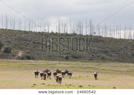 Wypas GNU