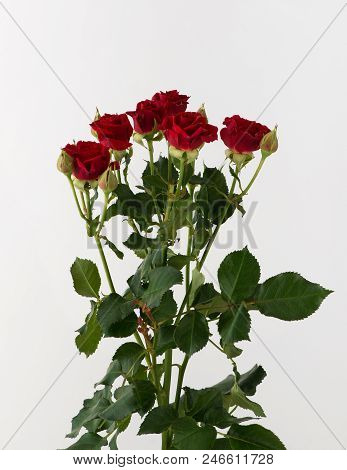 Flowers On White Background