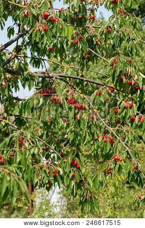 Cherry On The Branch Grows, Ripened Red Cherry.