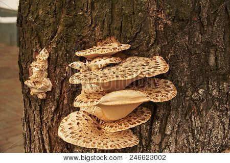 Parasites Fungi (trout Flake; Latin Polýporus Squamósus) Grew On The Trunk Of A Tree