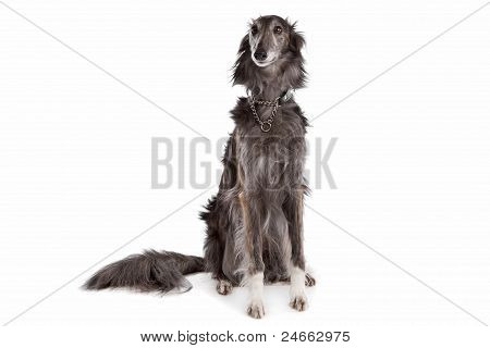 Hotel Silken Windhound