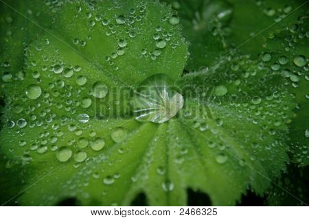 Cerca de gotas de rocío en la mañana en una gran hoja de Geranuim