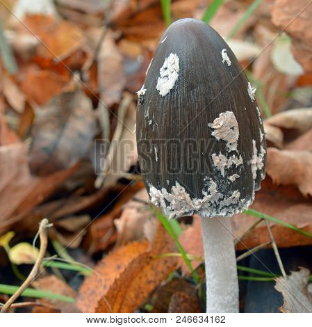 Coprinus Picaceus, Magpie Inkcap, Mushroom On The Ground
