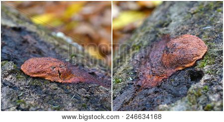 Rare Enteridium Splendens Fungus On Tree Crust