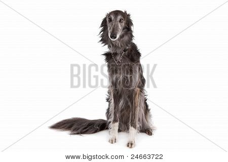 Hotel Silken Windhound