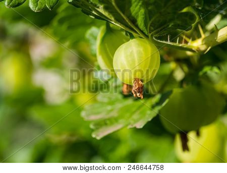 Close Up View Of The Organic Gooseberry On A Branch In Sunlight