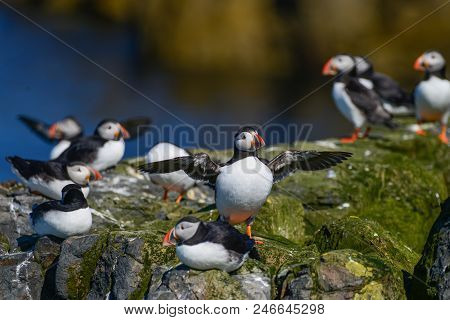 Beautiful Atlantic Puffin Or Comon Puffin Fratercula Arctica In Northumberland England On Bright Spr