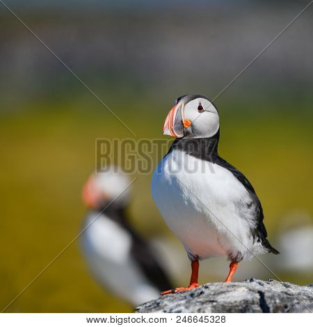 Beautiful Atlantic Puffin Or Comon Puffin Fratercula Arctica In Northumberland England On Bright Spr