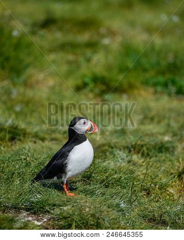 Beautiful Atlantic Puffin Or Comon Puffin Fratercula Arctica In Northumberland England On Bright Spr
