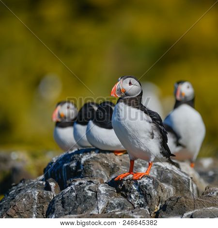 Beautiful Atlantic Puffin Or Comon Puffin Fratercula Arctica In Northumberland England On Bright Spr