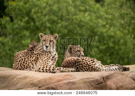 Stunning Intimate Portrait Of Cheetah Acinonyx Jubatus In Colorful Landscape