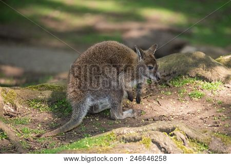 Forest Wallaby Wildlife Diprotodontia Macropoidae In Sunlgiht In Woodland With Yound Joey In Pouch