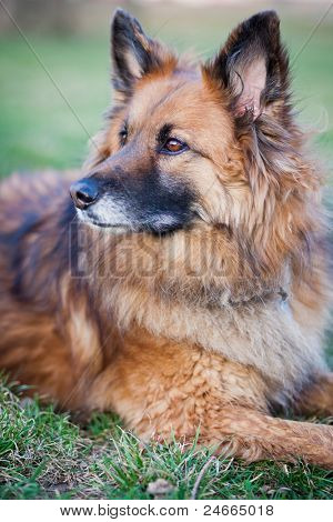 Belgisk Hyrdehund