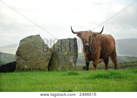 Highlander skotskou krávu na Swinside Stone Circle, Cumbria, Anglie